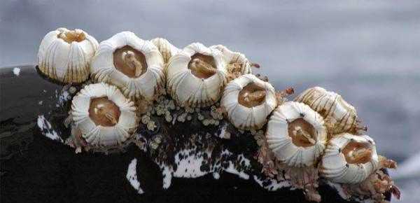 藤壺鵝為什么要跳崖,藤壺鵝跳崖摔不死嗎圖6