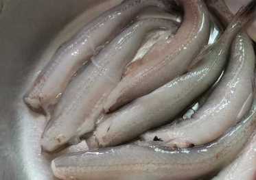 椒鹽龍頭魚(yú)的做法竅門(mén),剁椒龍頭魚(yú)的做法竅門(mén)圖4