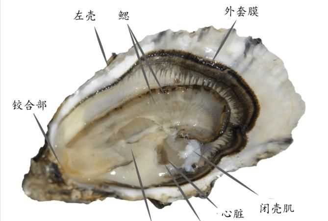 生蠔有沒(méi)有屎 黑色的部分是什么東西