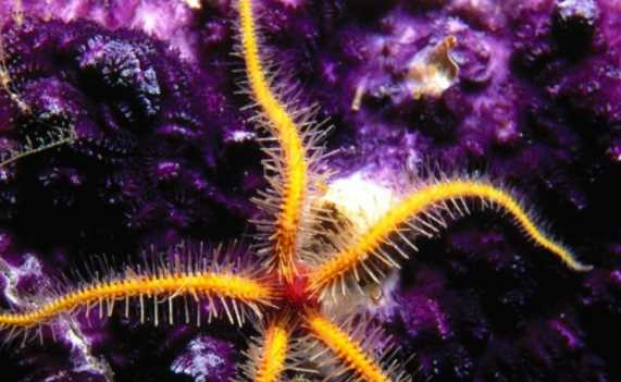 渾身帶刺的動(dòng)物,除了刺猬,還有什么動(dòng)物帶刺?圖3