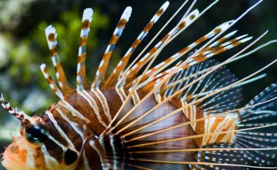 渾身帶刺的動(dòng)物,除了刺猬,還有什么動(dòng)物帶刺?圖5