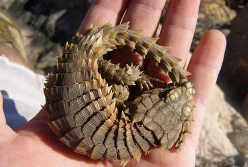 帶刺的動(dòng)物有哪些?