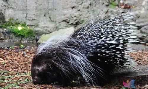 頭上有角身上有刺的動(dòng)物