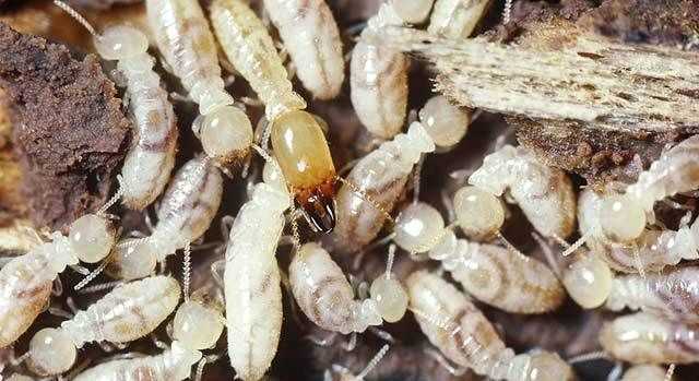 誘殺白蟻的最佳方法