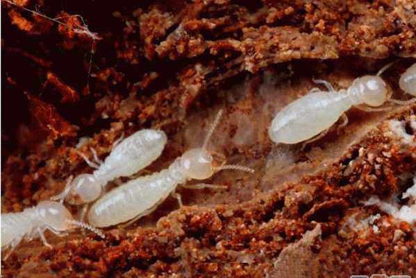 治白蟻最好最快的方法