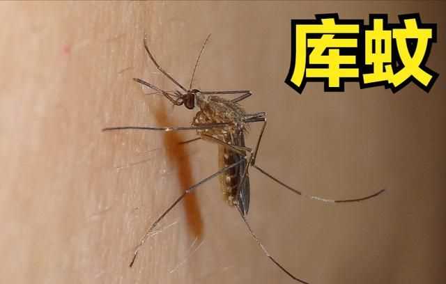 公蚊子有毒還是母蚊子有毒