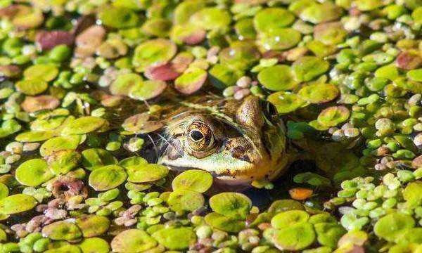 什么是冷血動(dòng)物,冷血動(dòng)物的血是什么顏色圖6