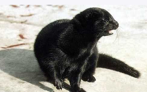 丹麥貂和水貂絨有什么區別