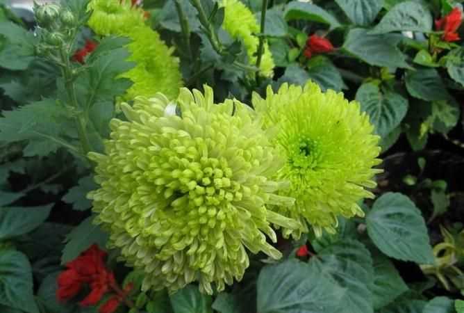 菊花象征著(zhù)什么?