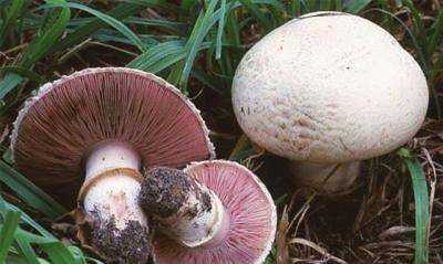 野蘑菇能吃怎么辨別,吃蘑菇的季節是幾月圖1