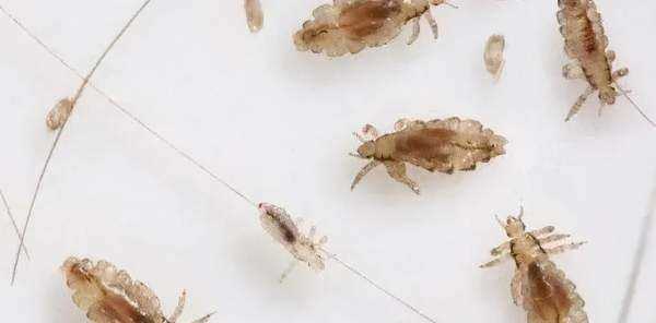 跳蚤藥對人身體有沒(méi)有害,跳蚤粉對人體有害嗎圖1