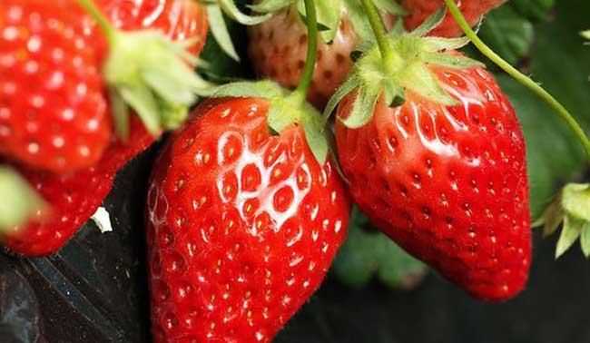 草莓放冷庫保鮮多少度合適呢