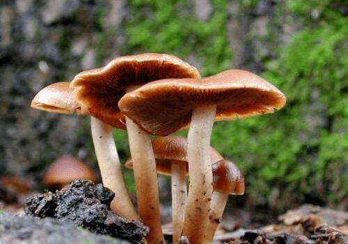 野蘑菇能吃怎么辨別,吃蘑菇的季節是幾月圖3