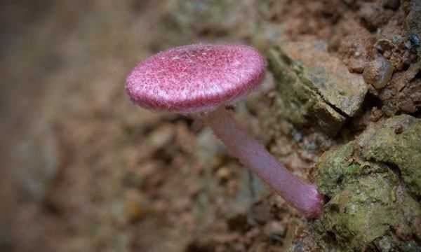 野蘑菇能吃怎么辨別,吃蘑菇的季節是幾月圖5