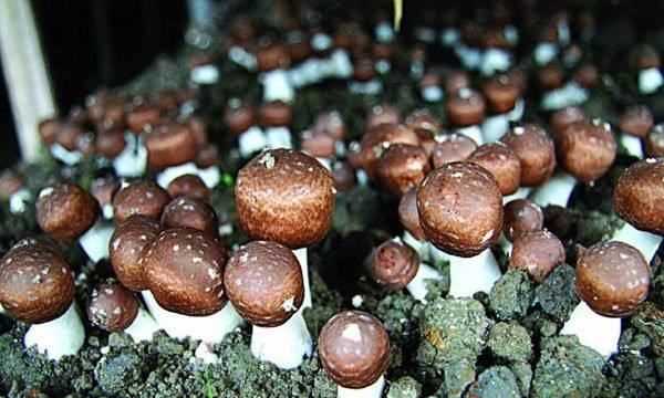 野蘑菇能吃怎么辨別,吃蘑菇的季節是幾月圖6