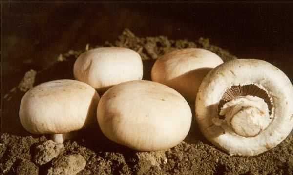 野蘑菇能吃怎么辨別,吃蘑菇的季節是幾月圖7