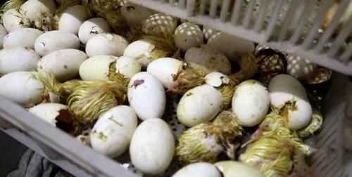 鵝蛋怎么存放，是洗掉蛋殼上的臟東西，在放冰箱還是，不用洗就放進(jìn)去