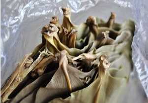 粽葉需要泡多久才能用,包粽子前糯米要浸泡嗎?圖4