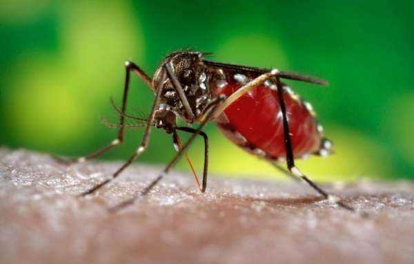 蚊子用什么藥殺滅最好,殺蚊子最強的農藥圖3