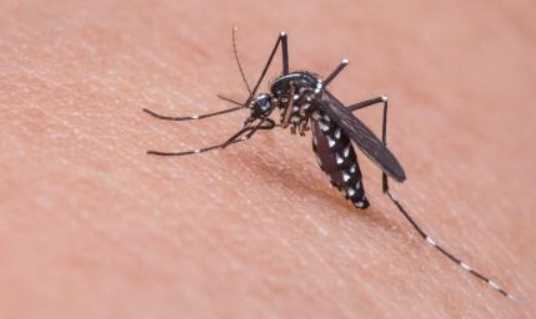 蚊子用什么藥殺滅最好,殺蚊子最強的農藥圖6