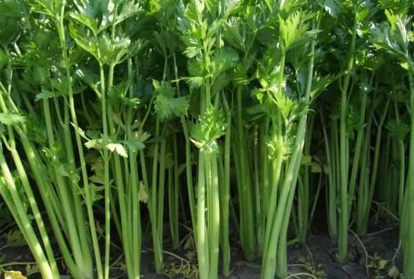 什么是水芹菜,水芹菜的營(yíng)養價(jià)值和功效圖6