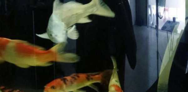 硝化細菌多久能培養出來(lái),好氧池硝化菌多久才能培養好圖2