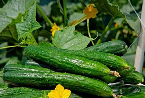 黃瓜怎么凍到冰箱保存,黃瓜是常見(jiàn)的蔬菜嗎圖3