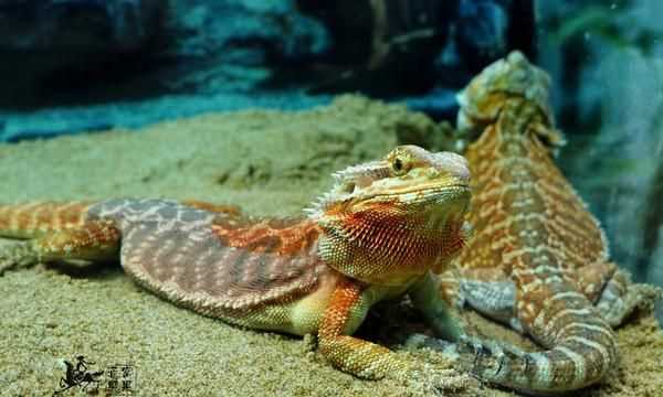 冷血動(dòng)物的血是什么顏色