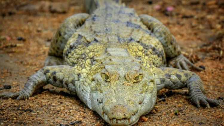 什么是冷血動(dòng)物