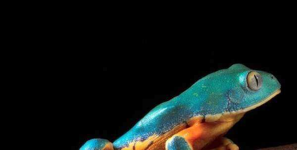 什么是冷血動(dòng)物,冷血動(dòng)物的血是什么顏色圖4