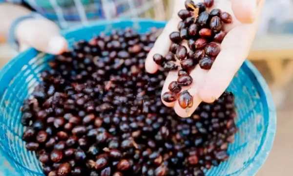 咖啡種類(lèi)排行榜前十名,世界十大咖啡排名 貓屎圖2