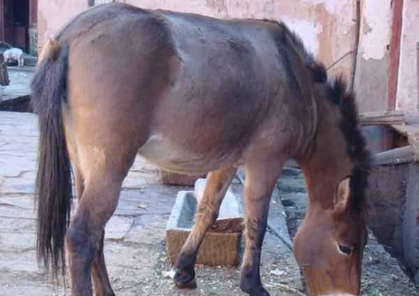 別人送了幾條紅色的魚(yú)好嗎