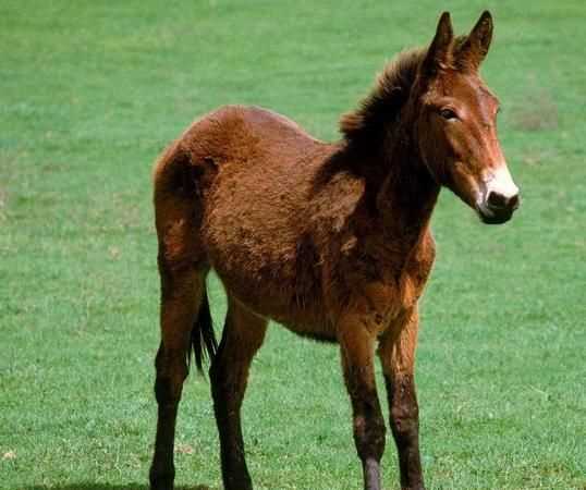 古人對魚(yú)的美稱(chēng)是什么