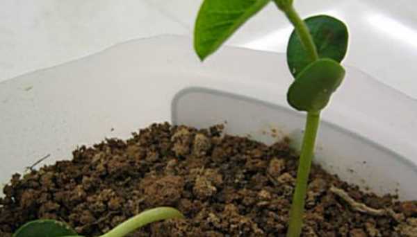 黃豆的生長(cháng)過(guò)程,黃豆的生長(cháng)過(guò)程是什么樣子的圖2