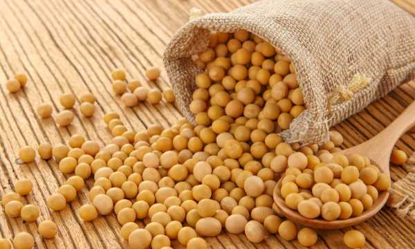 黃豆的生長(cháng)過(guò)程,黃豆的生長(cháng)過(guò)程是什么樣子的圖3