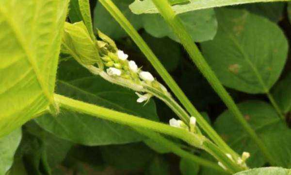 黃豆的生長(cháng)過(guò)程,黃豆的生長(cháng)過(guò)程是什么樣子的圖5