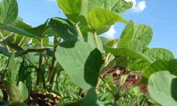 黃豆的生長(cháng)過(guò)程,黃豆的生長(cháng)過(guò)程是什么樣子的圖6