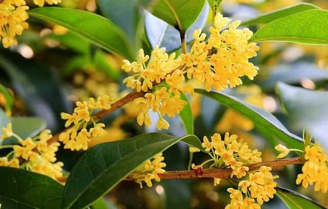 七夕是什么節，七夕描寫(xiě)的是什么季節？圖1