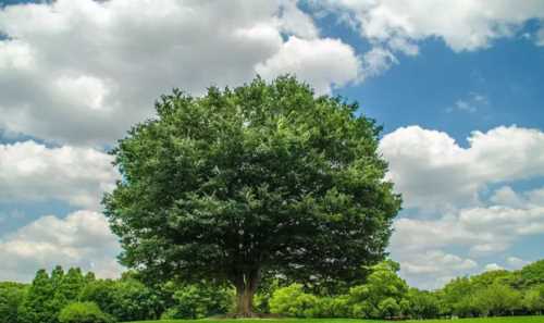 樹(shù)的作用和用途有哪些圖片