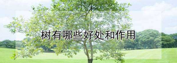 樹(shù)木的作用和好處視頻,樹(shù)的作用和用途有哪些圖片圖3