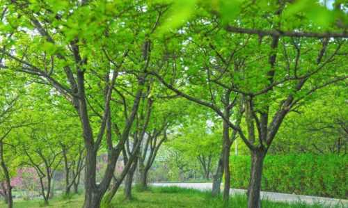 樹(shù)木的作用和好處視頻