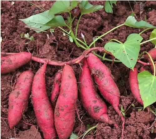 甘薯和紅薯地瓜有什么區別