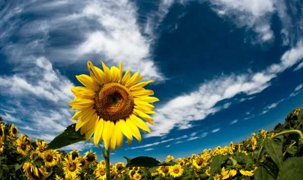 向日葵傳播種子的方法,什么樹(shù)是靠風(fēng)傳播種子圖3