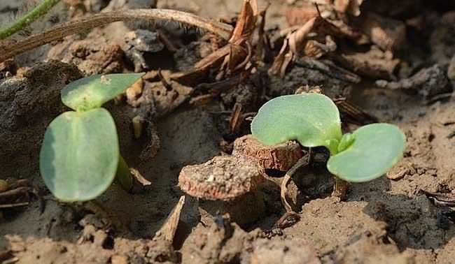 向日葵傳播種子的方法有哪些二年級語(yǔ)文