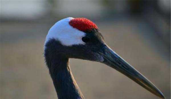 鶴頂紅是什么做的,古代真的有鶴頂紅嗎圖9