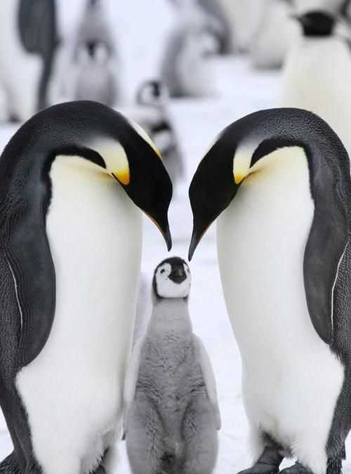 企鵝兩邊的翅膀叫什么