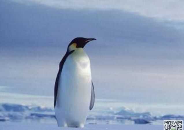 企鵝的定情信物是什么