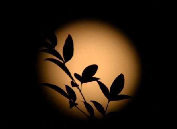 把月亮當成人來(lái)寫(xiě)的句子