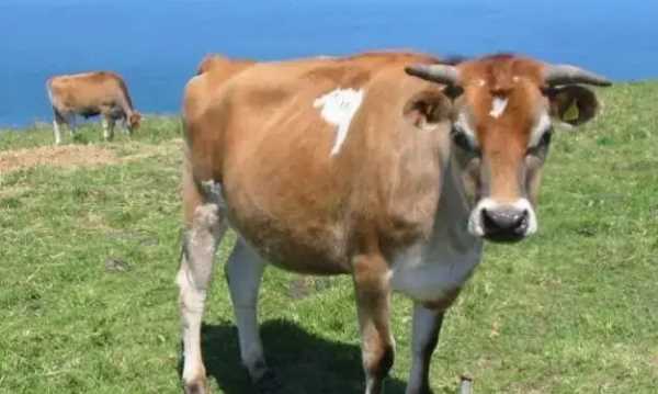 澤西島在哪里,英倫三島是哪三島圖4