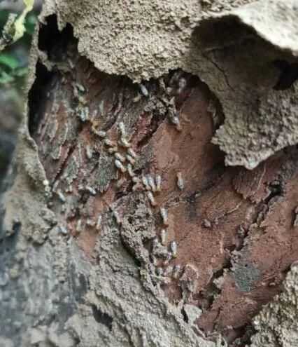 白蟻是一種螞蟻它是一種危害我們的動(dòng)物這句話(huà)是對的還是錯的